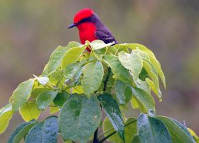Belize Bird – Best Places In The World To Retire – International Living